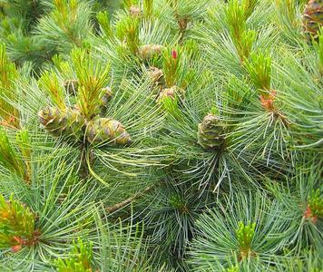 Pinuspumila1.jpg