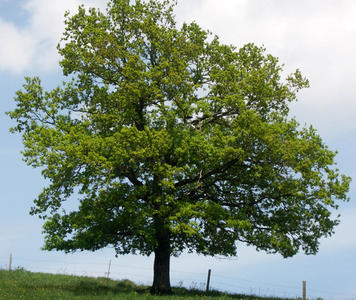 Quercus-robur-5.jpg