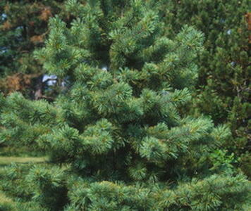 korean_pine2.jpg