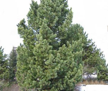 Pinus-cembra-750x750.jpg