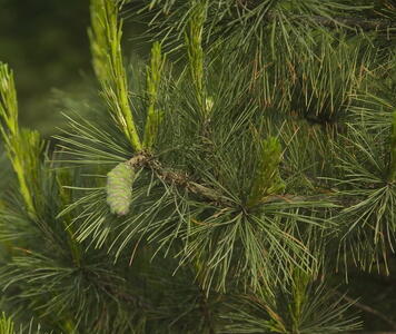 site_pinus_peuce.jpg