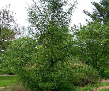 Larix-dahurica-Turcz.jpg