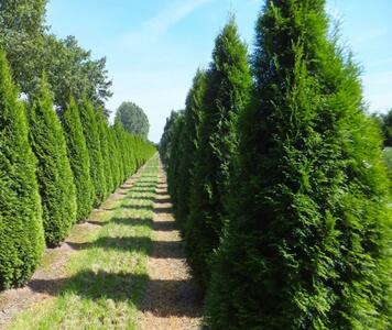 thuja-occidentalis-smaragd-600x600.jpg