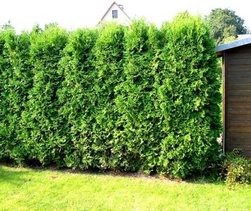 thuja-brabant.JPG