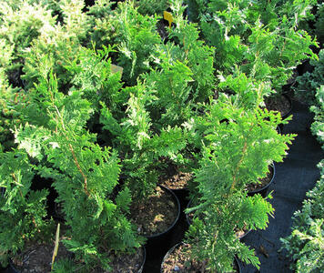 thuja_spiralis4.jpg