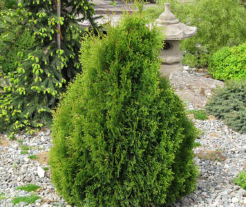 thuja_miky1.jpg