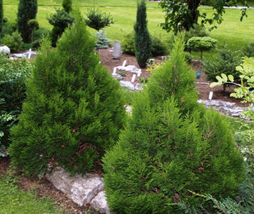 thuja_miky3.jpg