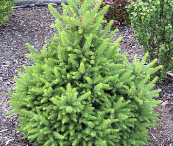 picea-wills-zwerg.jpg
