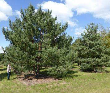 Pinus-sylvestris-10.jpg