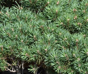 Pinus-sylvestris-Beuvronensis-foliage_800.jpg