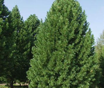 pinus-cembra-01.jpg