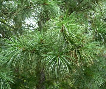 pinus1.jpg