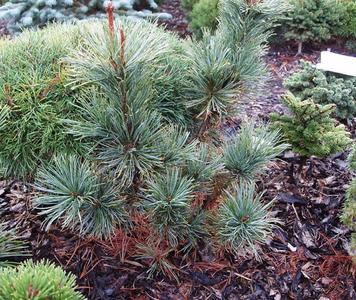 Pinus pumilia Draijer's Dwarf. NL jpg.jpg