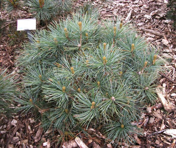 Pinus-pumila-'Jeddeloh'_1_.jpg
