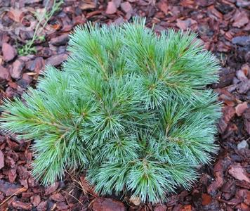 Pinus pumila Jeddeloch [640x480].jpg