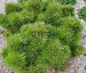 Pinus nigra Bambino.preview.jpg