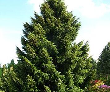 273px-Picea_omorika_PAN.jpg