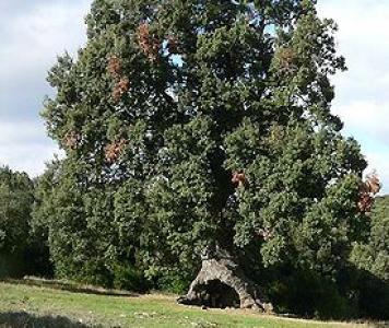 275px-Mendaza,_Navarra_Spanien-Steineiche.jpg