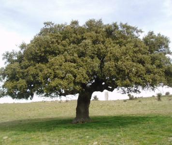 1500452887_quercus_ilex.jpg