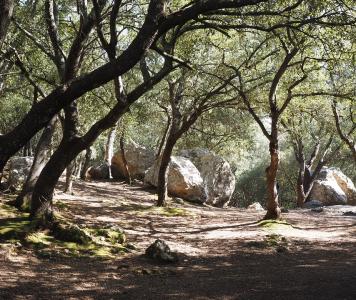 oak-forest-1117708_960_720.jpg