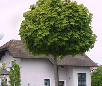 acer-platanoides-globosum-750x750.jpg