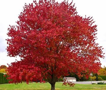 acer-rubrum-1.jpg