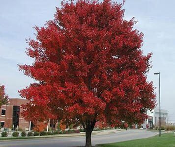 acer_rubrum_october_glory-1.jpg