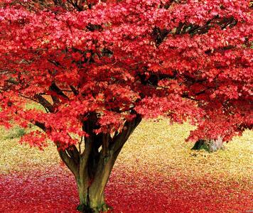 acer_rubrum3.jpg
