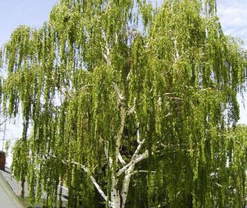 Betula-pendula1.jpg