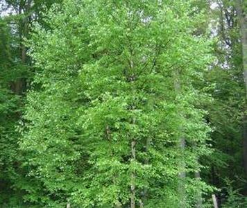 betula_pubescens_1.jpg