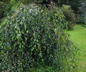 Betula-Yungii.cc92c9fc0106b7b40ab6df184ca90371204.jpg