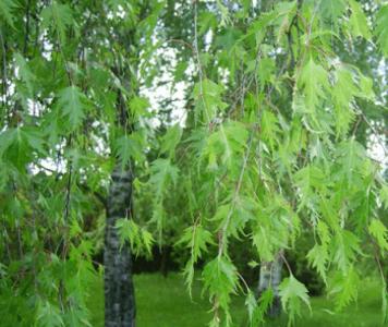 betula_crispa2.jpg