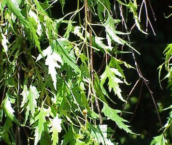 Betula_pendula_laciniata0.jpg