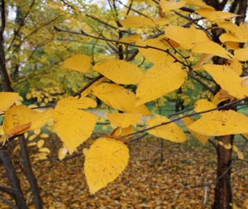 Betula_alleghaniensis_16_03.jpg