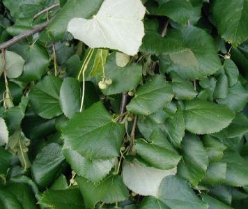 Tilia-tomentosa.JPG