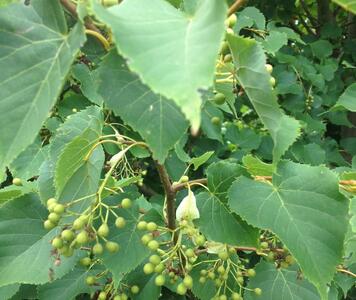 3052-Tilia amurensis_01.jpg