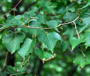 Tilia-amurensis-2.jpg