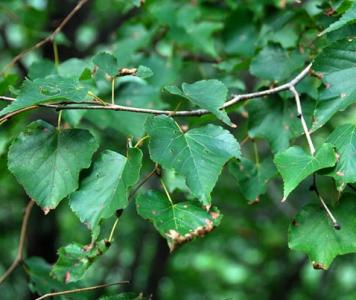Tilia-amurensis-2.jpg