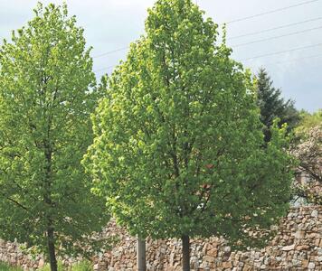 Tilia_cordata_Greenspire_2008_1849.jpeg