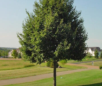 GREENSPIRE-LINDEN.jpg