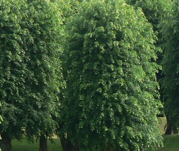 lipa_melkolistnya_green.jpg