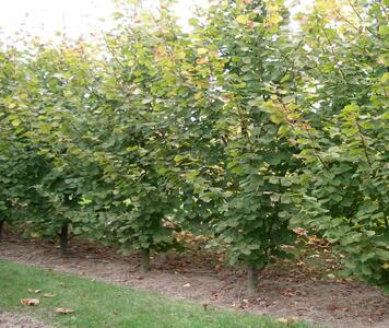 lipa-krupnolistnaya-rubra-tilia-platyphyllos-rubra-derevo.jpg