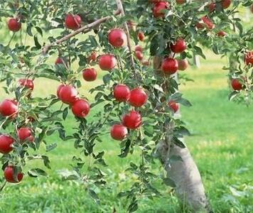 apple1.jpg