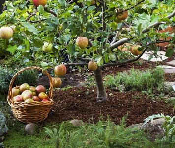tree-seedling-3.jpg