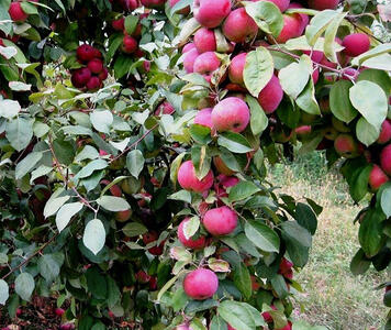 520803997_w0_h0_jabloki_florina_.jpg
