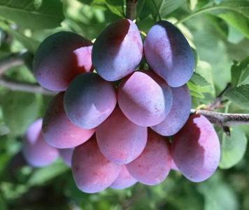 Prunus-Siniy-dar.jpg