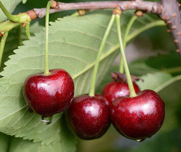 508649350_w500_h400_sort_chereshni_iput4.jpg