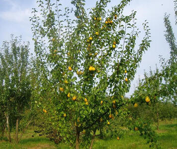 grusha-chizhovskaya.jpg