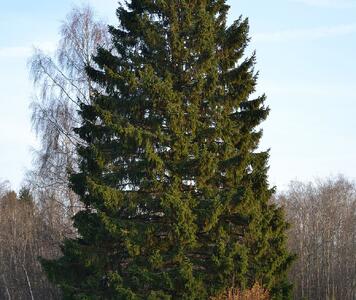 1200px-Kuusk_Keila-Paldiski_rdt_ääres.jpg