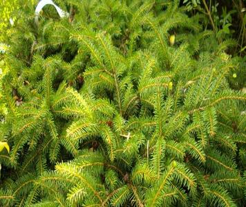 el-obyknovennaya-nidiformis-picea-abies-nidiformis-krona.jpg